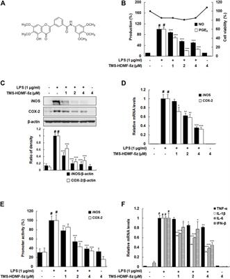 Mosloflavone-Resveratrol Hybrid TMS-HDMF-5z Exhibits Potent In Vitro and In Vivo Anti-Inflammatory Effects Through NF-κB, AP-1, and JAK/STAT Inactivation